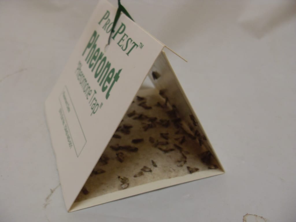Pro-Pest Pheronet Pantry Moth and Beetle Trap - 1 Trap Pro-Pest Pheronet Pantry Moth and Beetle Trap - 1 Trap