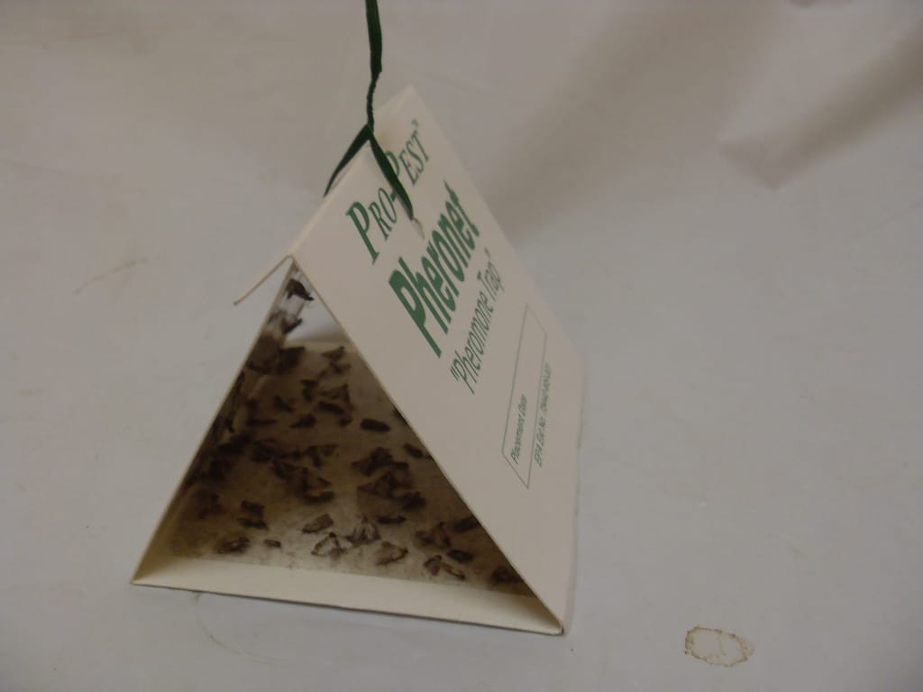 Pro-Pest Pheronet Pantry Moth and Beetle Trap - 1 Trap Pro-Pest Pheronet Pantry Moth and Beetle Trap - 1 Trap