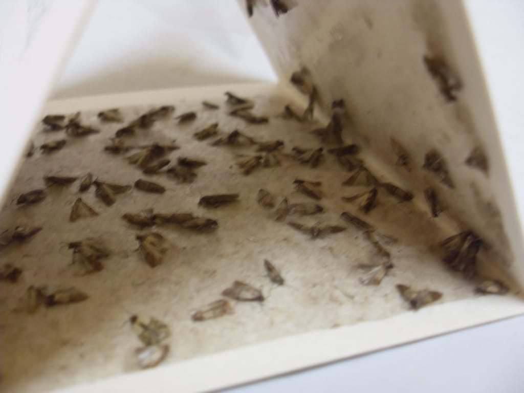 Pro-Pest Pheronet Pantry Moth and Beetle Trap - 1 Trap Pro-Pest Pheronet Pantry Moth and Beetle Trap - 1 Trap