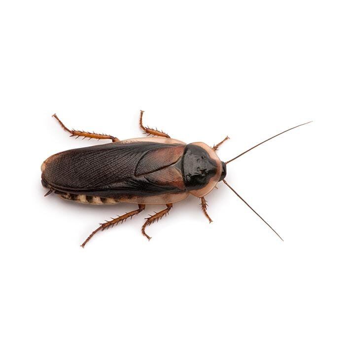 blog 1 PEST IDENTITY