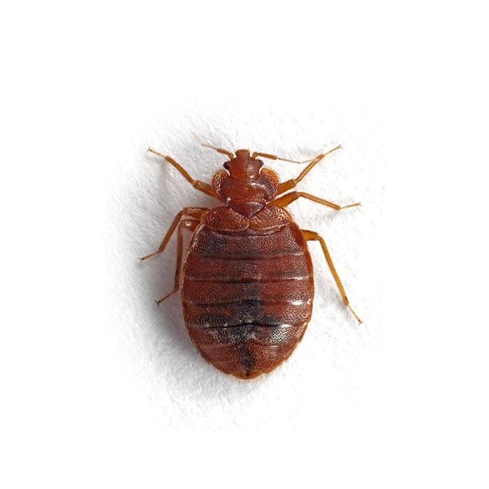 blog 2 1 PEST IDENTITY