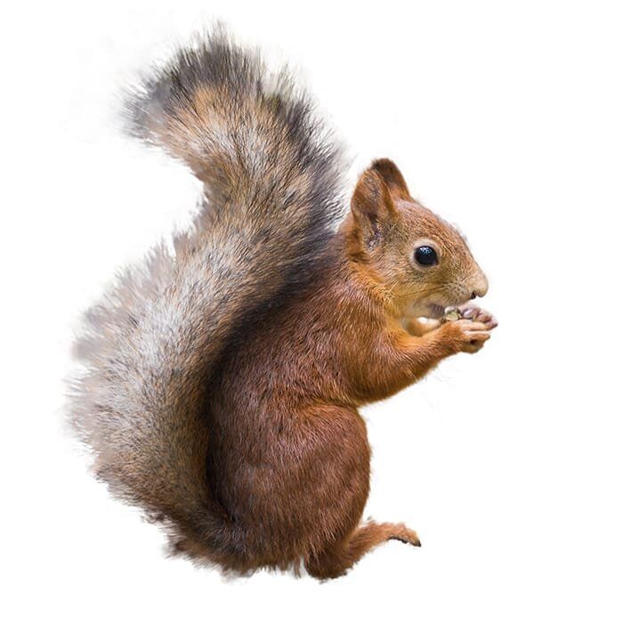 blog squ PEST IDENTITY